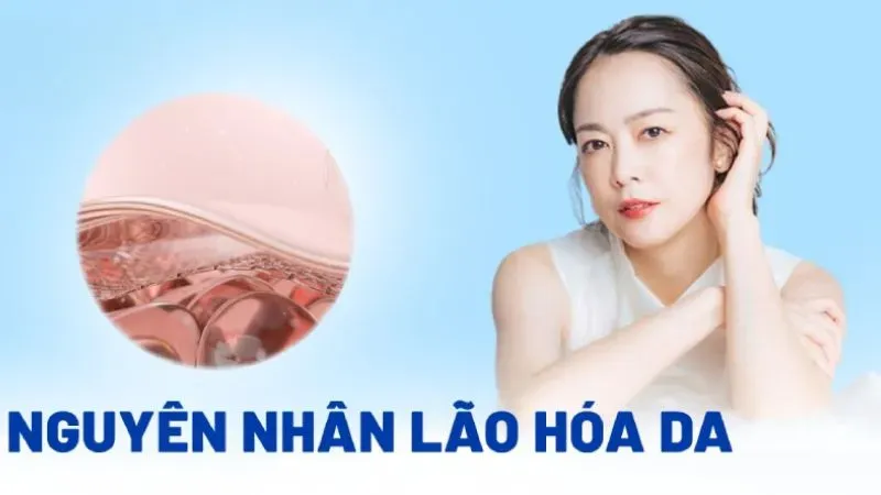 Nguyên nhân gây lão hóa da