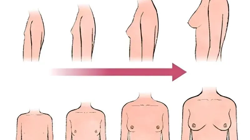 Khi nào ngực của bé gái bắt đầu phát triển?