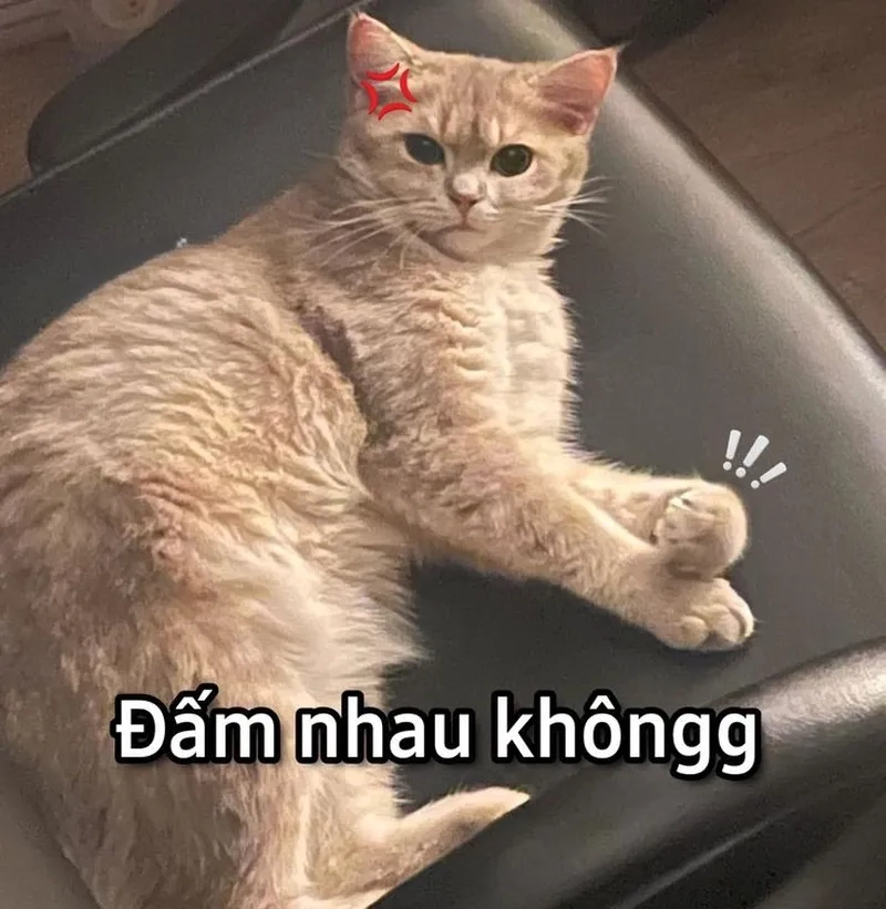 Những ảnh meme mèo dễ thương đáng yêu nhất