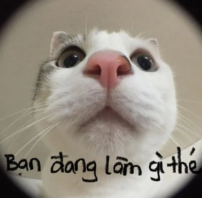 Những ảnh mèo meme hài khiến bạn cười không ngớt