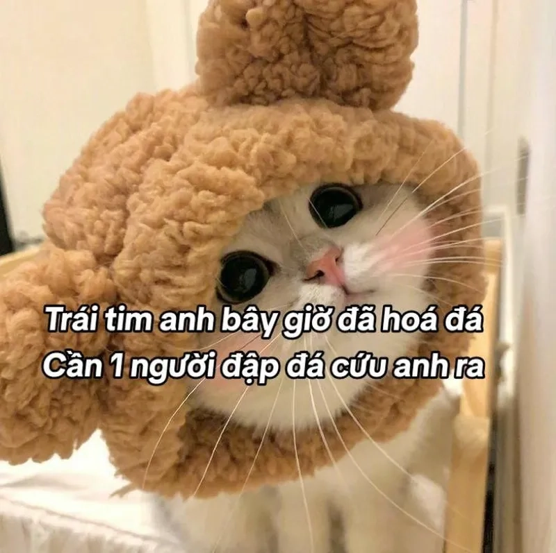 Bộ sưu tập mèo meme hài gốc bá đạo nhất