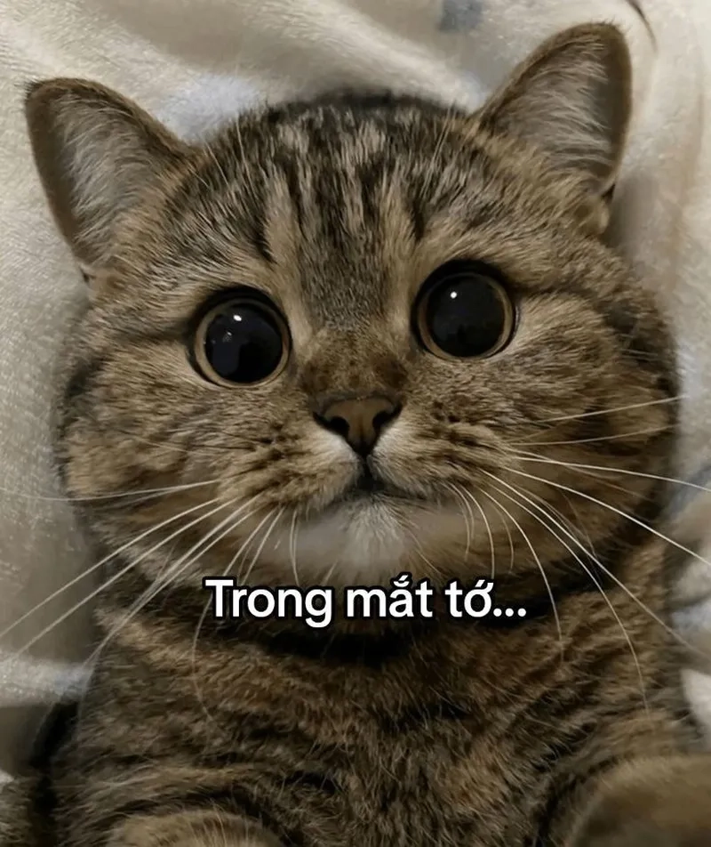 Cười bể bụng với mèo meme hài lầy lội nhất