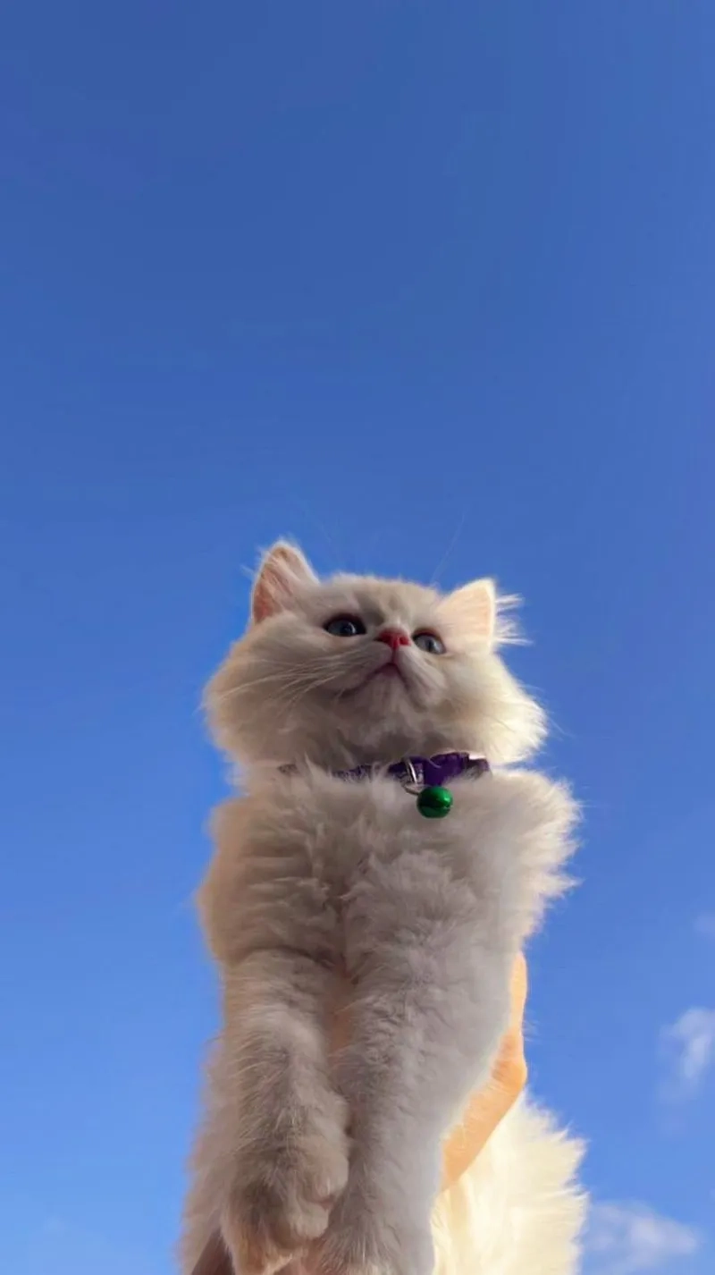 Tổng hợp hình mèo meme hài hot nhất MXH