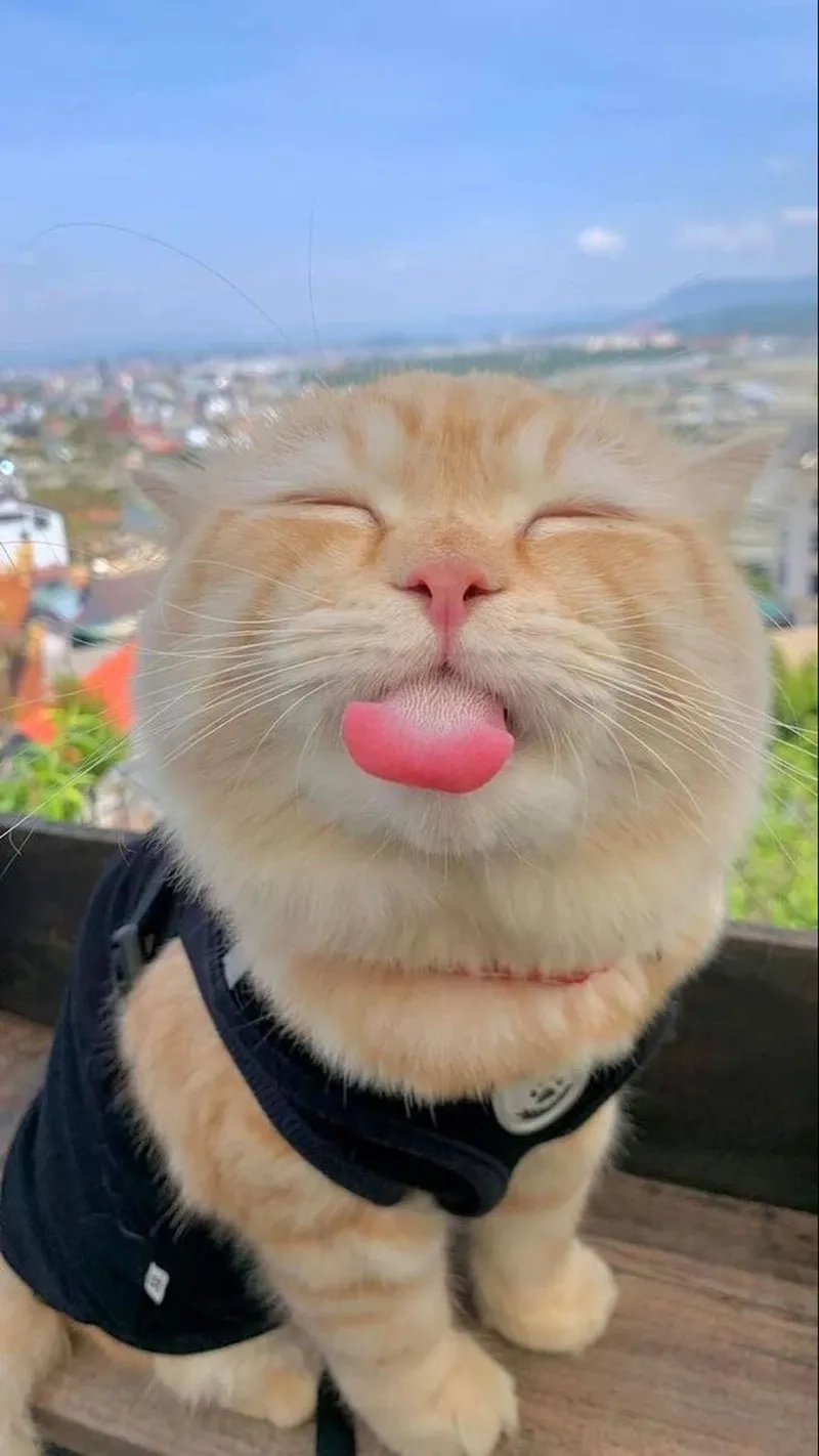 Loạt meme hài mèo siêu lầy khiến bạn cười ngất