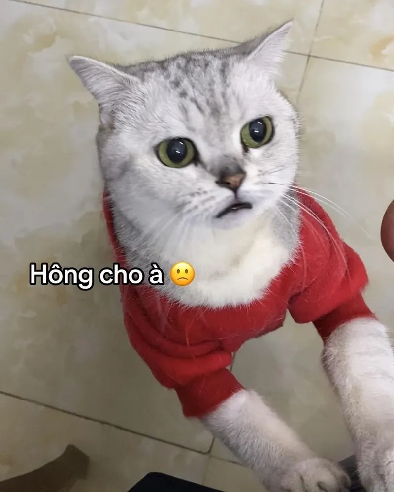 Loạt meme hài bựa mèo siêu chất dành cho bạn