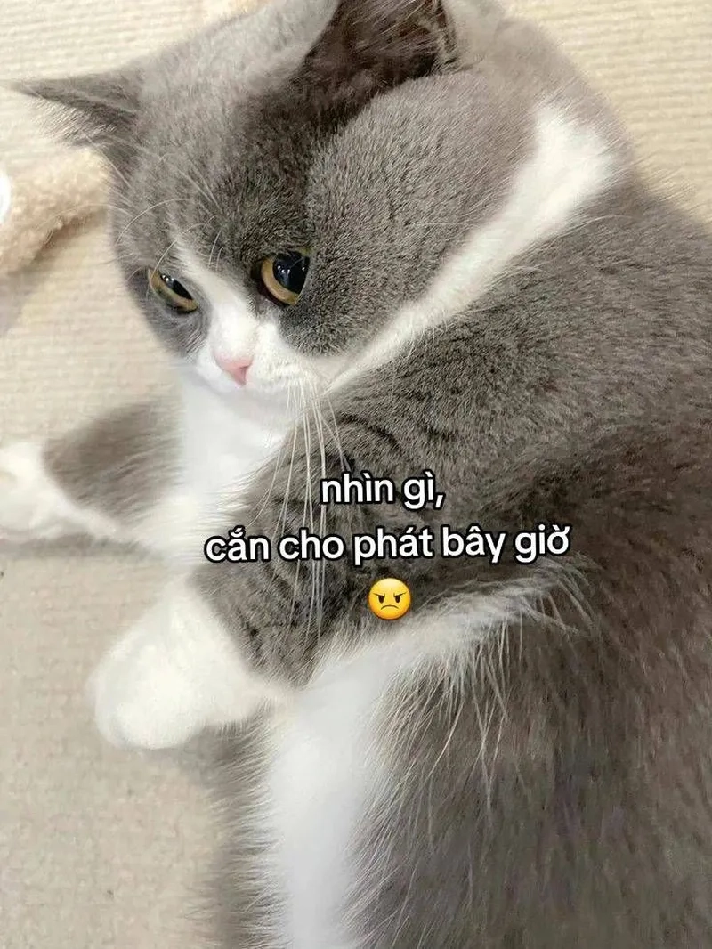 Không thể nhịn cười với mèo meme hài bựa