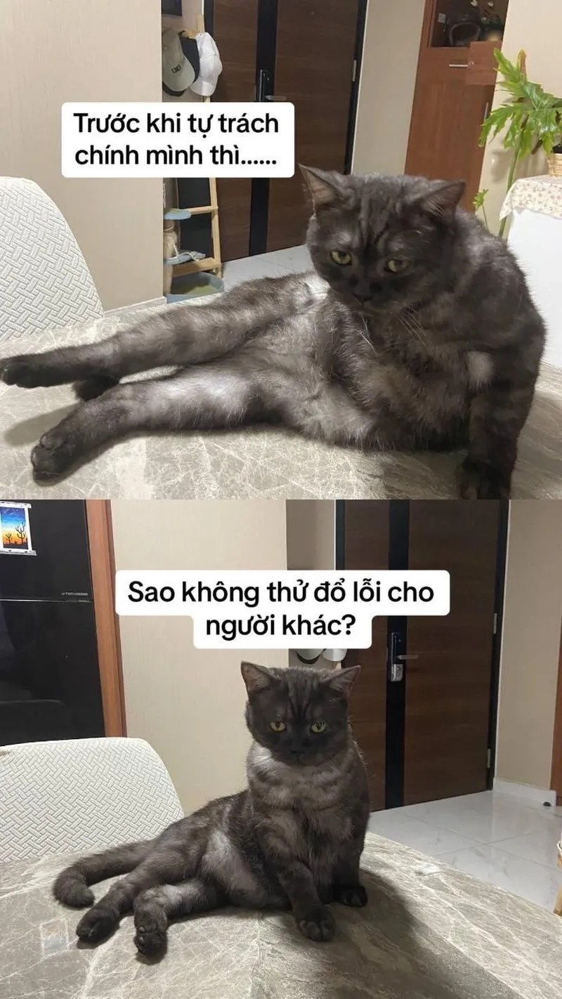 Cười thả ga với loạt ảnh meme mèo hài cực hot