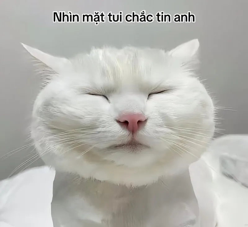 Không nhịn được cười với loạt cute meme mèo bựa