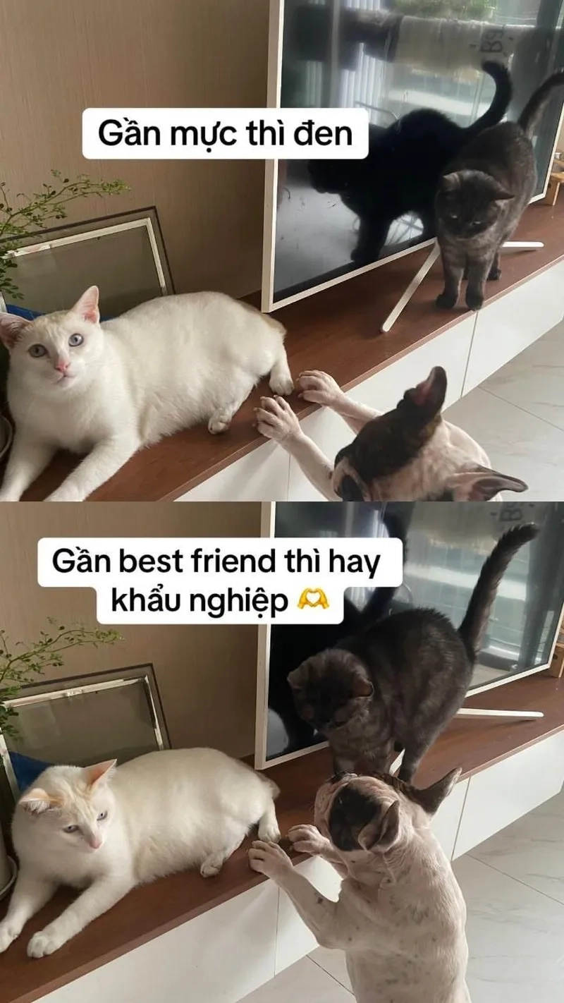 Cười bể bụng với ảnh meme mèo hài hước cực lầy