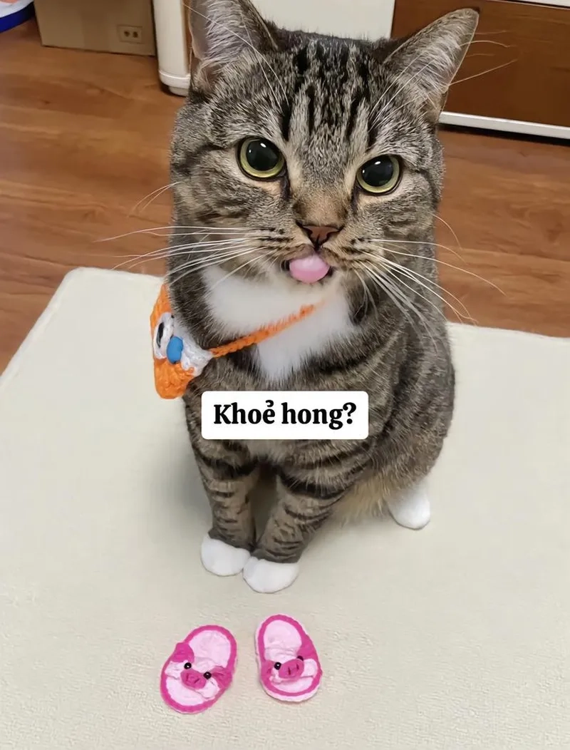 Khi boss mèo tỏ ra “bất cần” trong hình ảnh meme mèo vô tri
