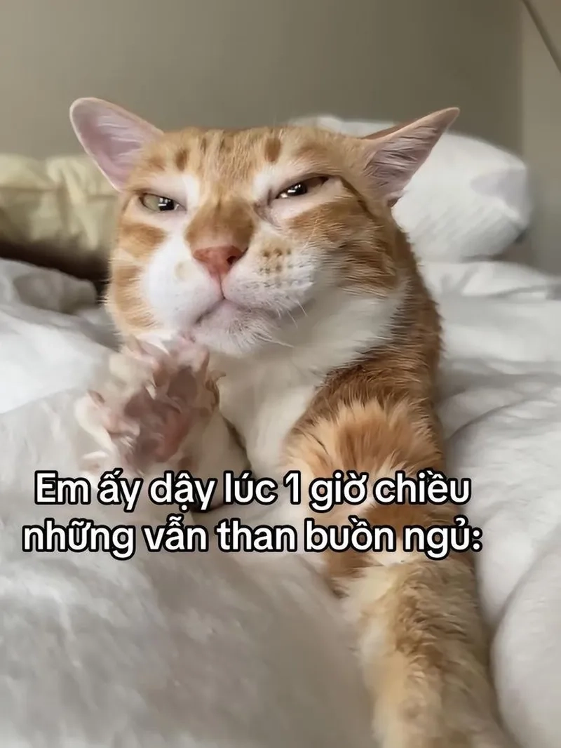 Biểu cảm cực đỉnh từ mèo ảnh meme mèo
