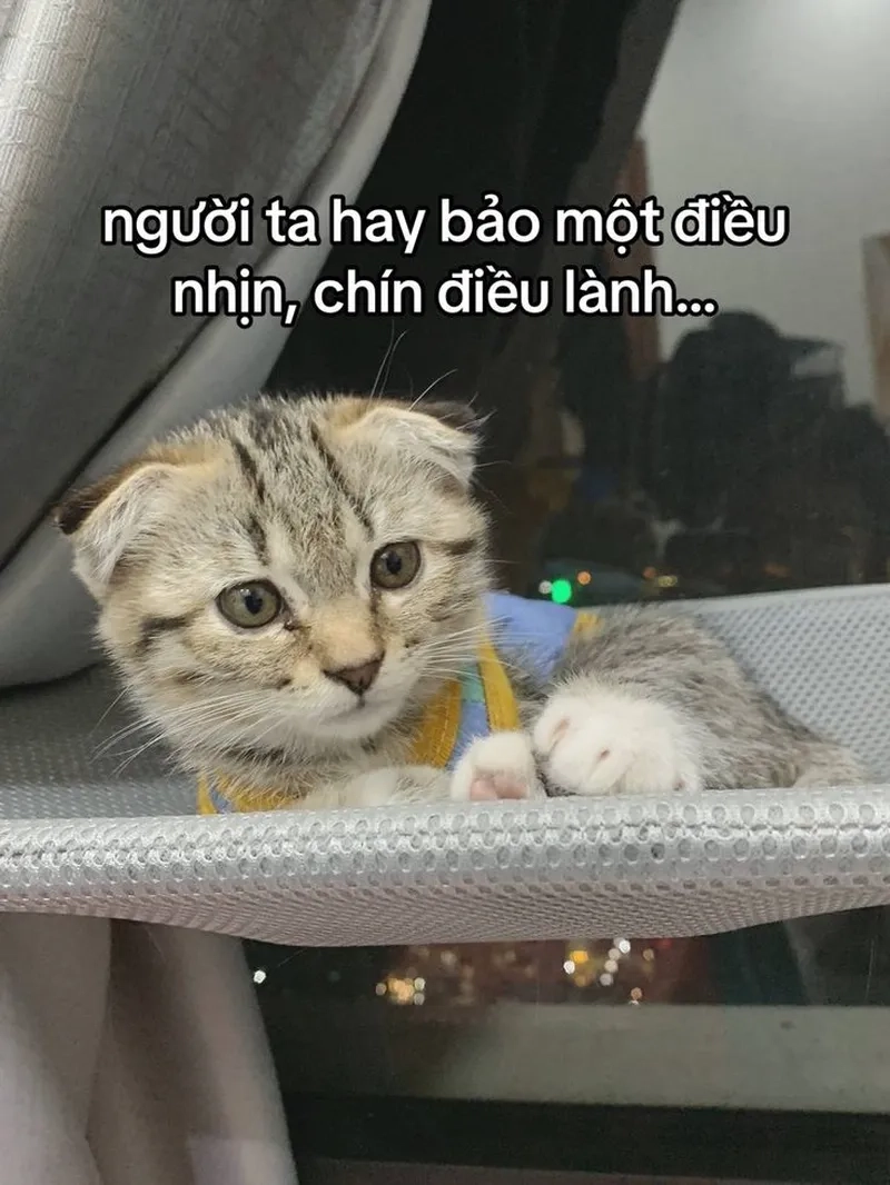 Không thể bỏ lỡ ảnh meme mèo tom siêu hài hước
