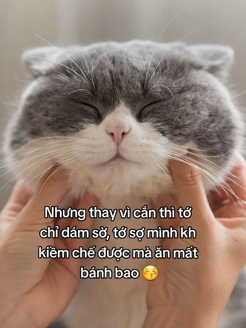Tổng hợp hình ảnh meme mèo hot nhất hiện nay