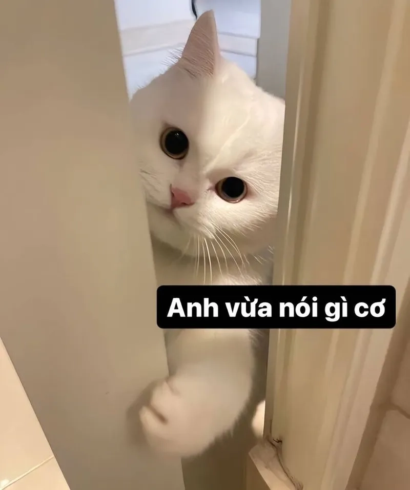 Những hình ảnh meme mèo hài bá đạo nhất mạng xã hội