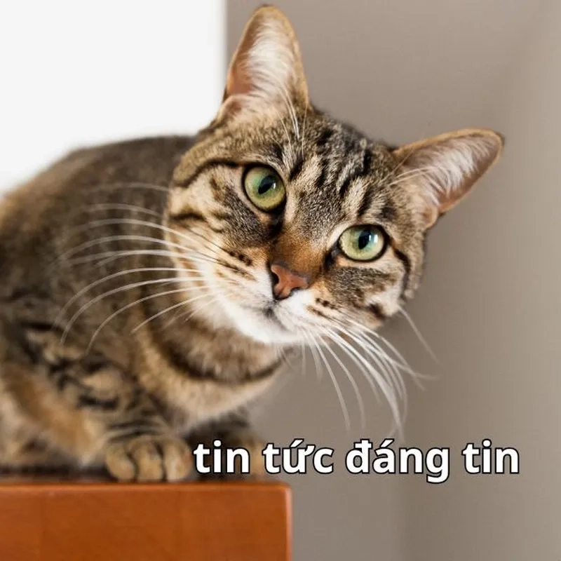 Đổi ngay cute avatar meme hài cực chất