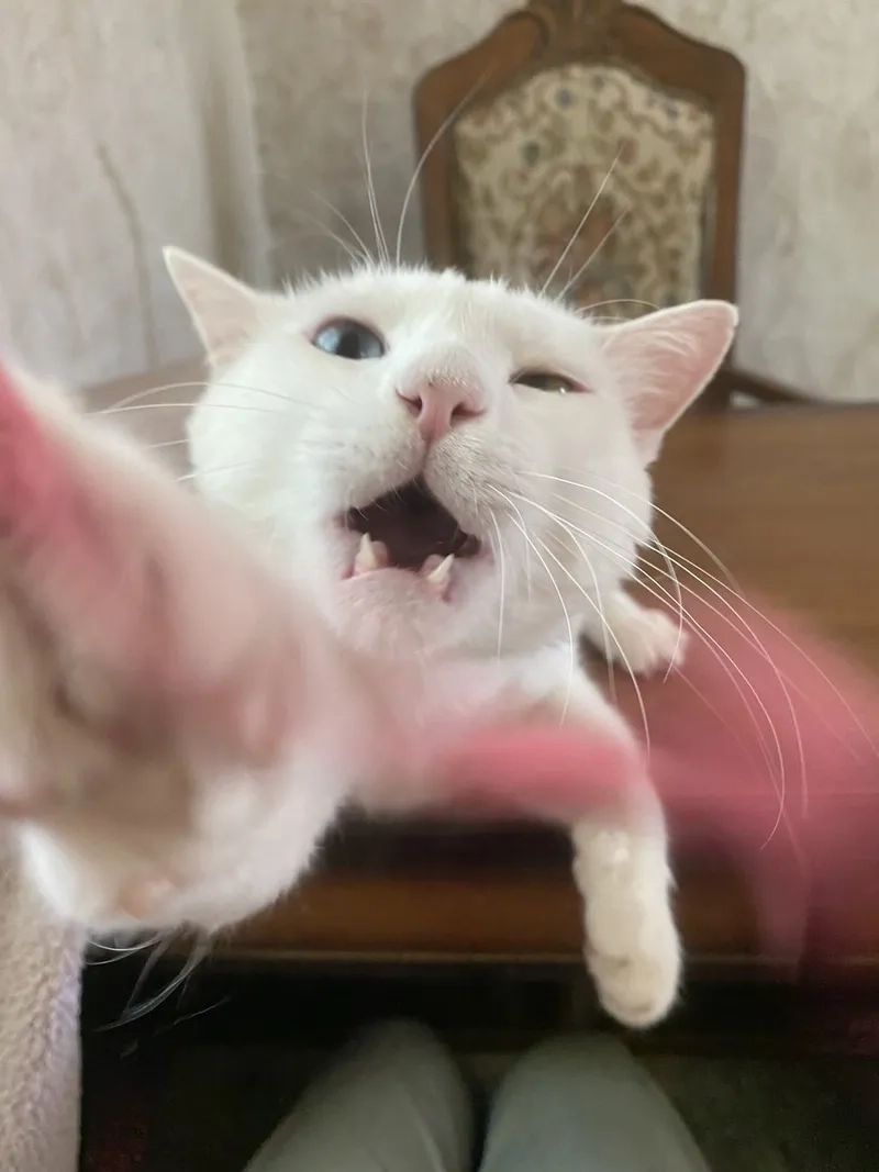 Cười nghiêng ngả với ảnh chế meme mèo bựa siêu lầy