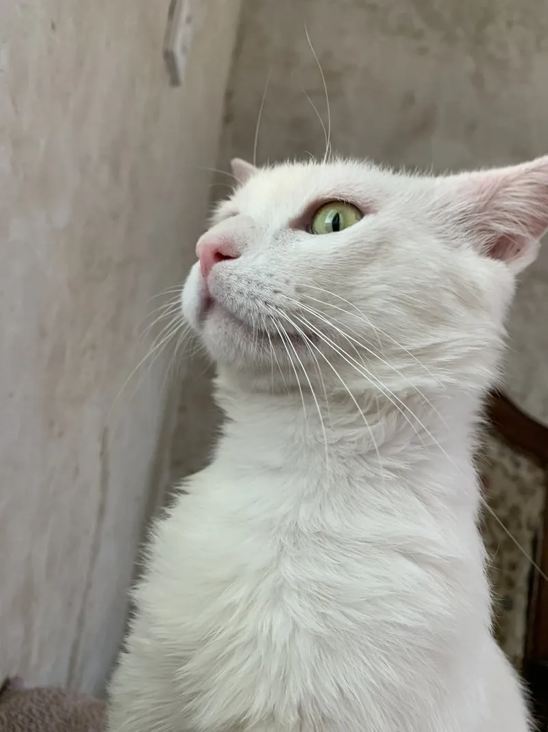Tổng hợp meme ảnh mèo bựa cute đáng yêu nhưng lầy