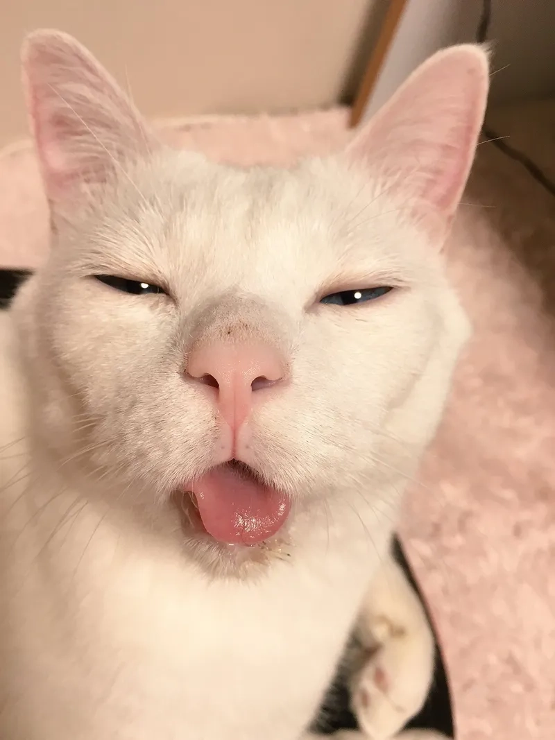 Cập nhật ngay loạt ảnh meme mèo bựa gây bão mạng