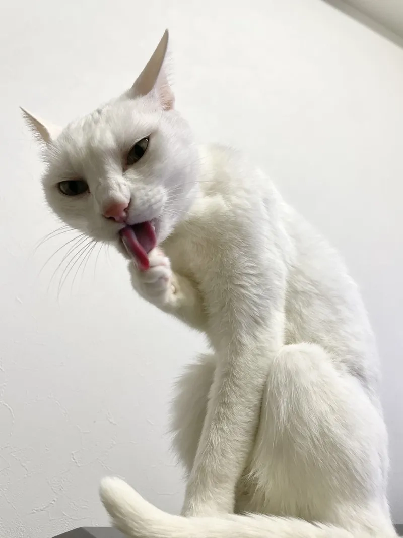Bộ sưu tập ảnh hài meme mèo bựa siêu lầy cho bạn