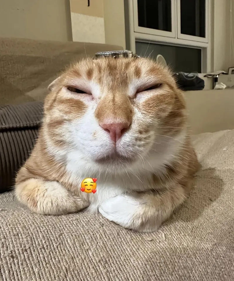 Cười té ghế với loạt bựa meme mèo bựa cực chất