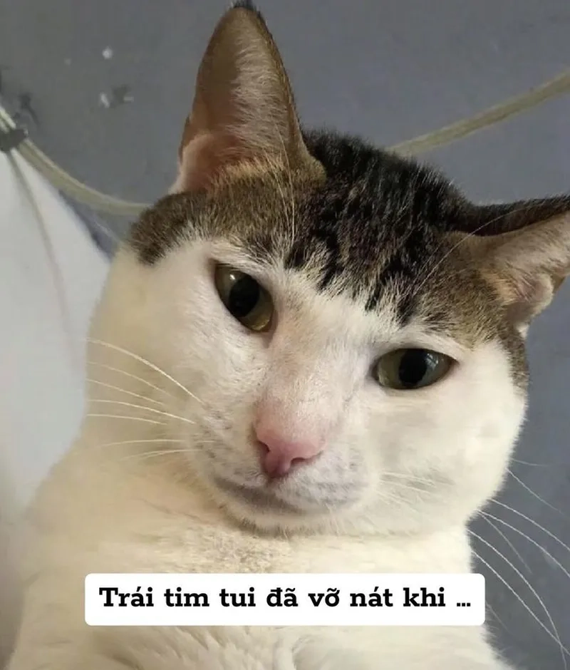 Đổi ngay avatar meme mèo bựa để gây cười cực mạnh