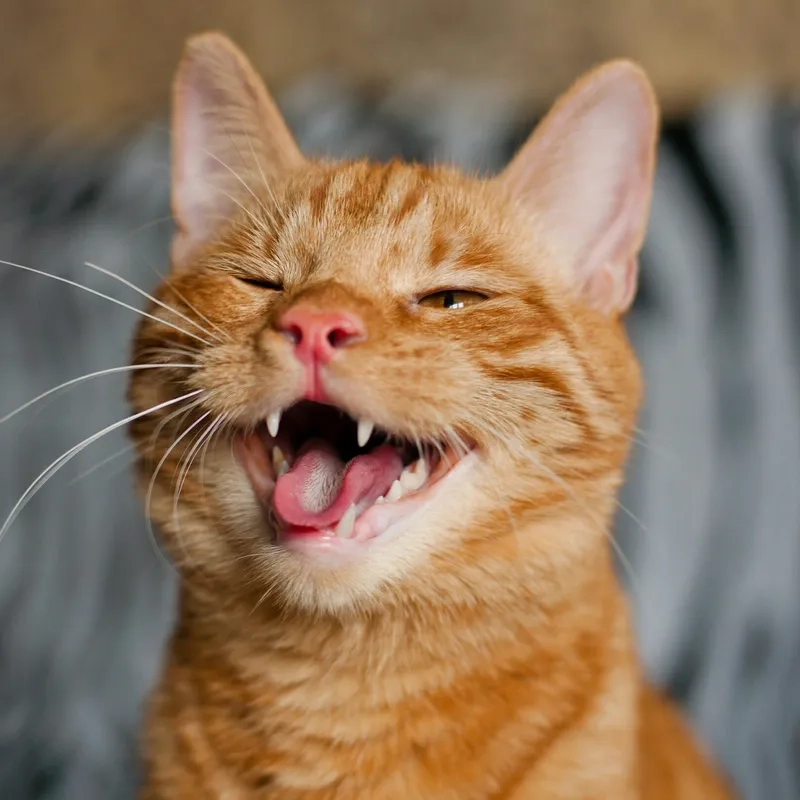 Không nhịn được cười với meme mèo cười nhếch mép