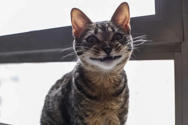 Biểu cảm cực bá đạo từ meme mèo cười đểu