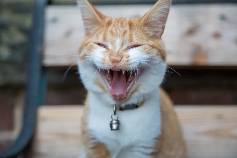Tổng hợp những meme con mèo cười hài hước nhất
