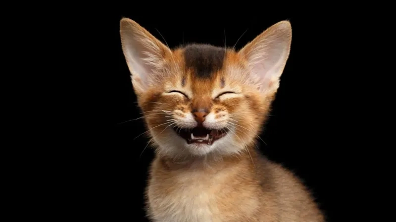 Cười nghiêng ngả với há mồm meme mèo cười siêu lầy