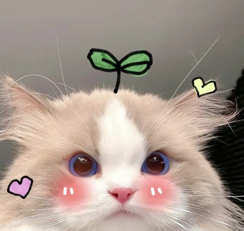 Bộ sưu tập ảnh meme mèo cute khiến ai cũng tan chảy