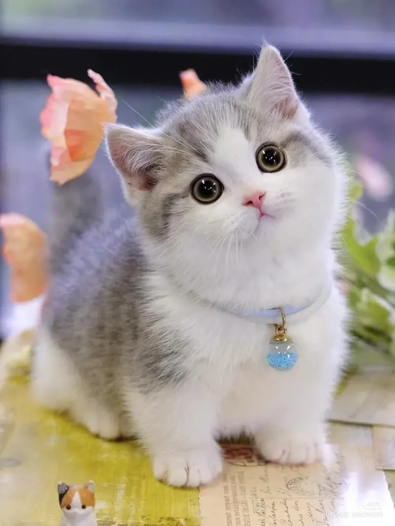 Cập nhật ngay avatar mèo cute meme siêu đáng yêu