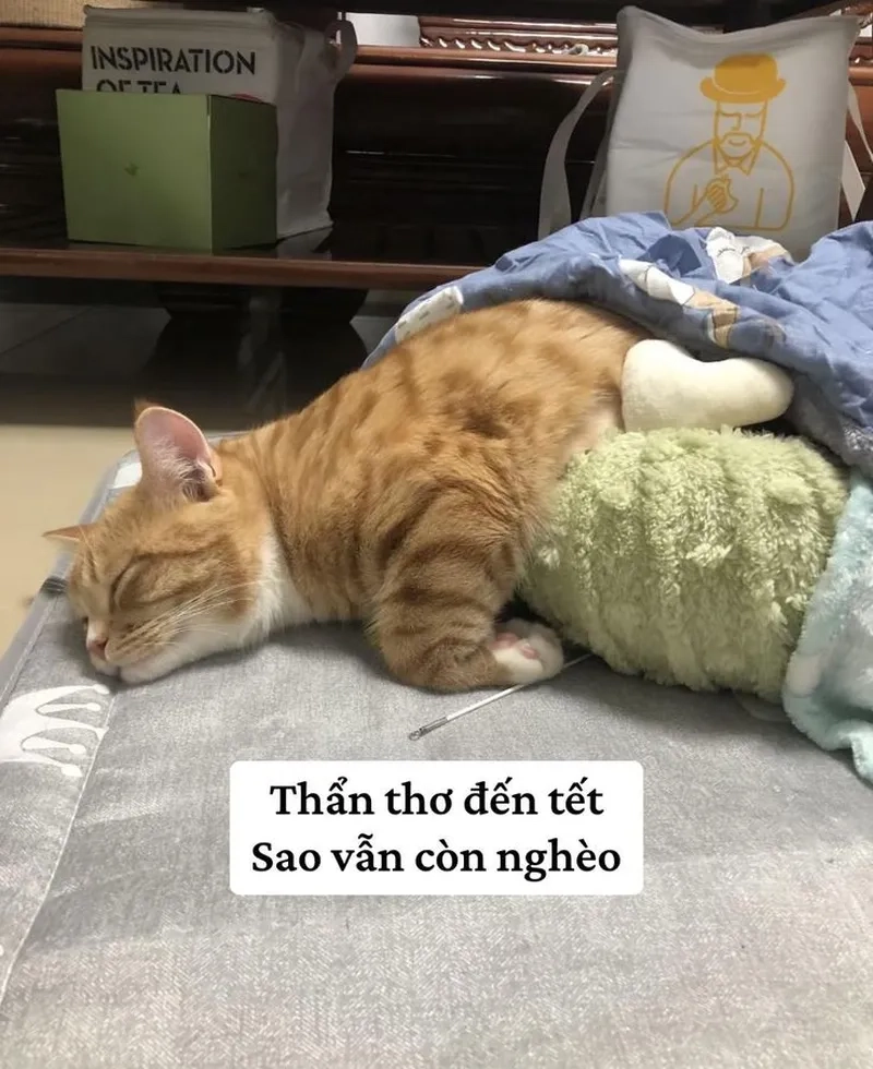 Dễ thương nhưng cũng lầy với meme con mèo cute