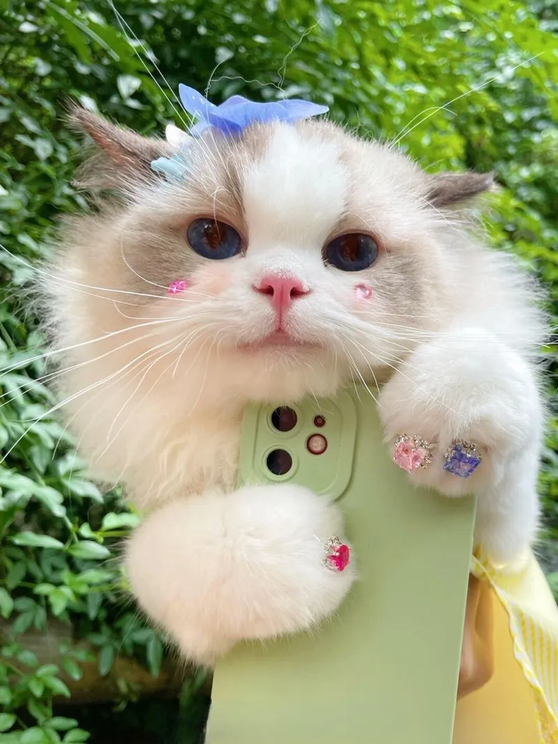 Lưu ngay loạt cute meme mèo cute khiến bạn cười lăn