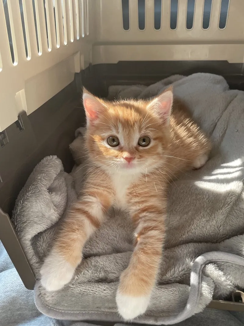 Những khoảnh khắc tấu hài của meme mèo cute cười