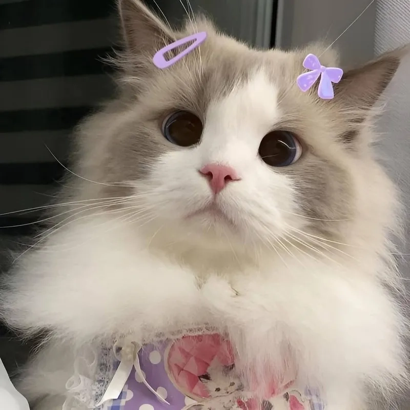 Cười thả ga với meme ngộ nghĩnh ảnh mèo cute cực dễ thương