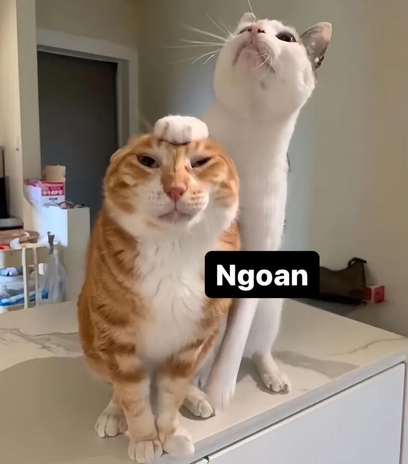 Những biểu cảm đáng yêu nhất từ ảnh mèo cute meme