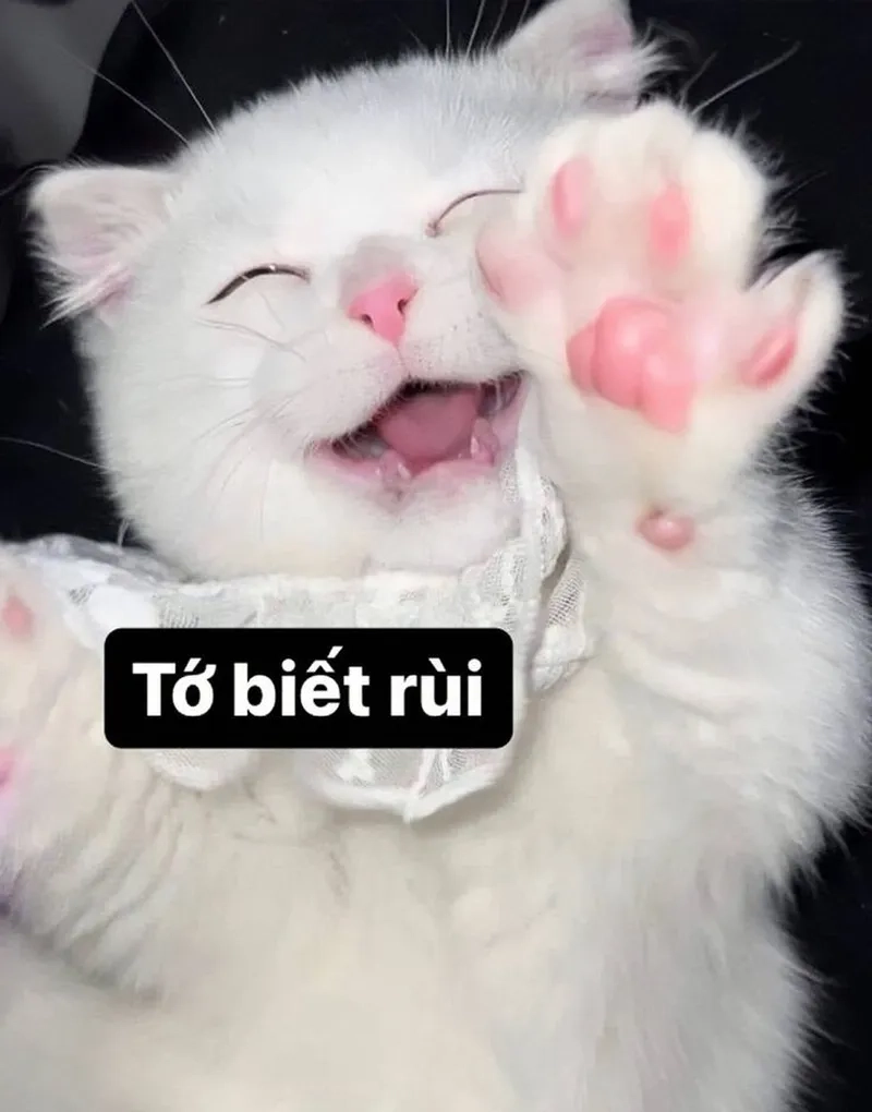 Bộ sưu tập hình ảnh meme mèo cute đẹp nhất