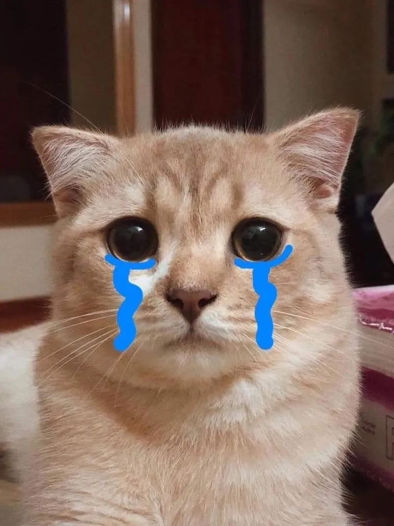 Tổng hợp meme mèo khóc thét cực đáng yêu