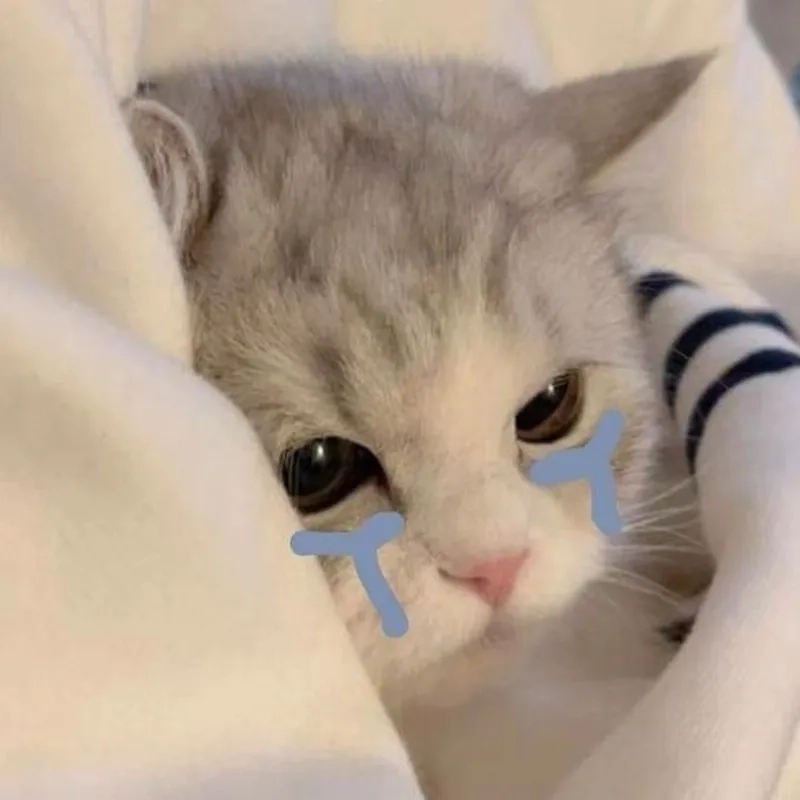 Cười ra nước mắt với meme mèo khóc bựa cực lầy