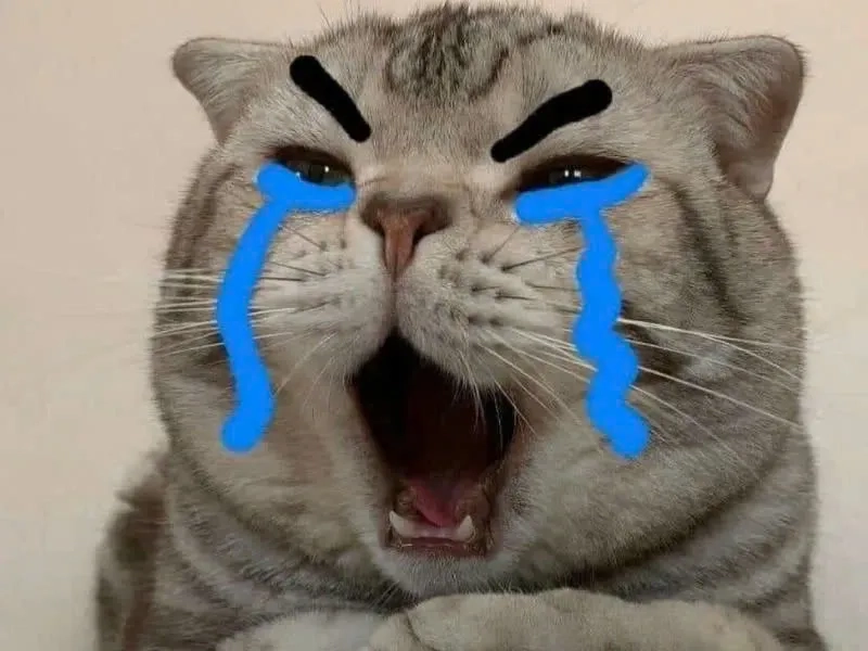 Biểu cảm đáng thương từ mèo khóc meme đang hot