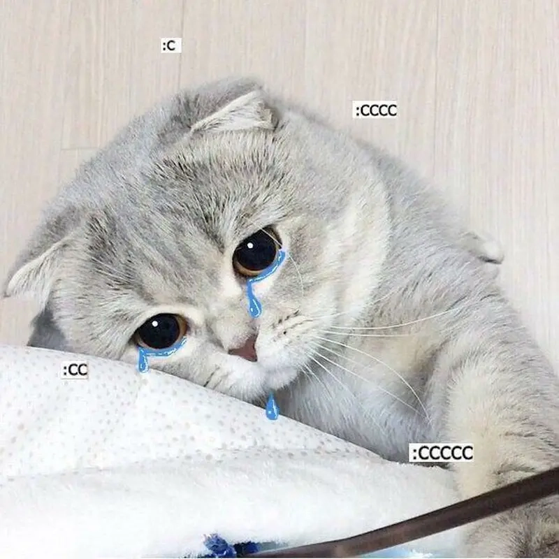 Dễ thương nhưng buồn quá với meme mèo khóc cute