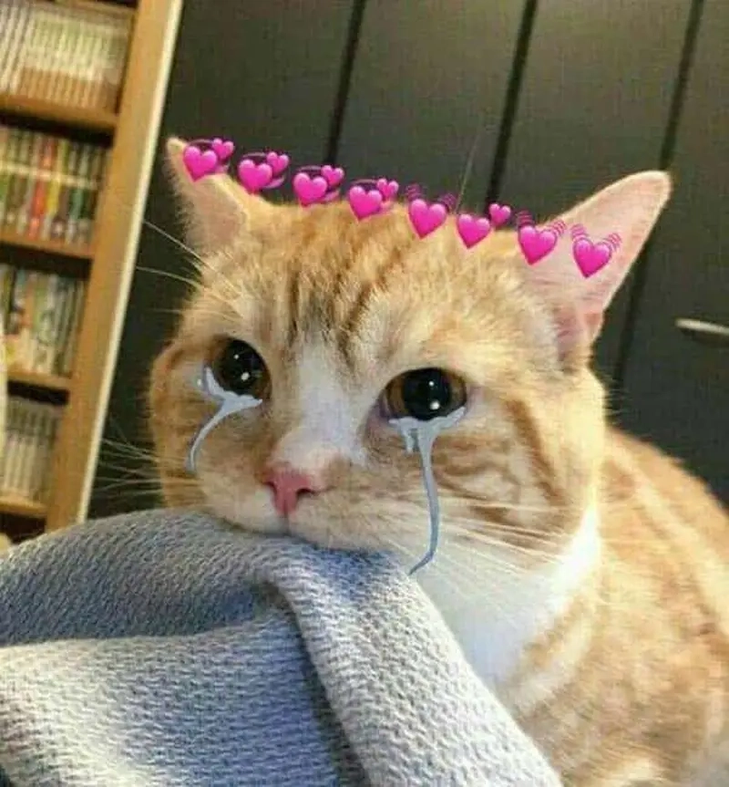 Tổng hợp những con mèo khóc meme hài hước nhất