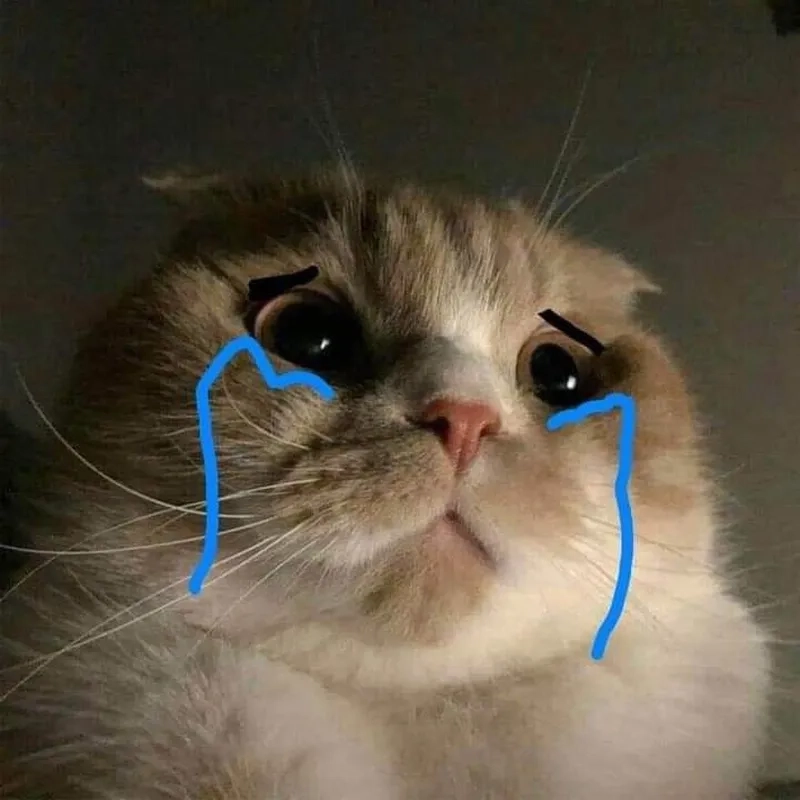Khi boss mèo buồn rầu qua ảnh mèo khóc meme