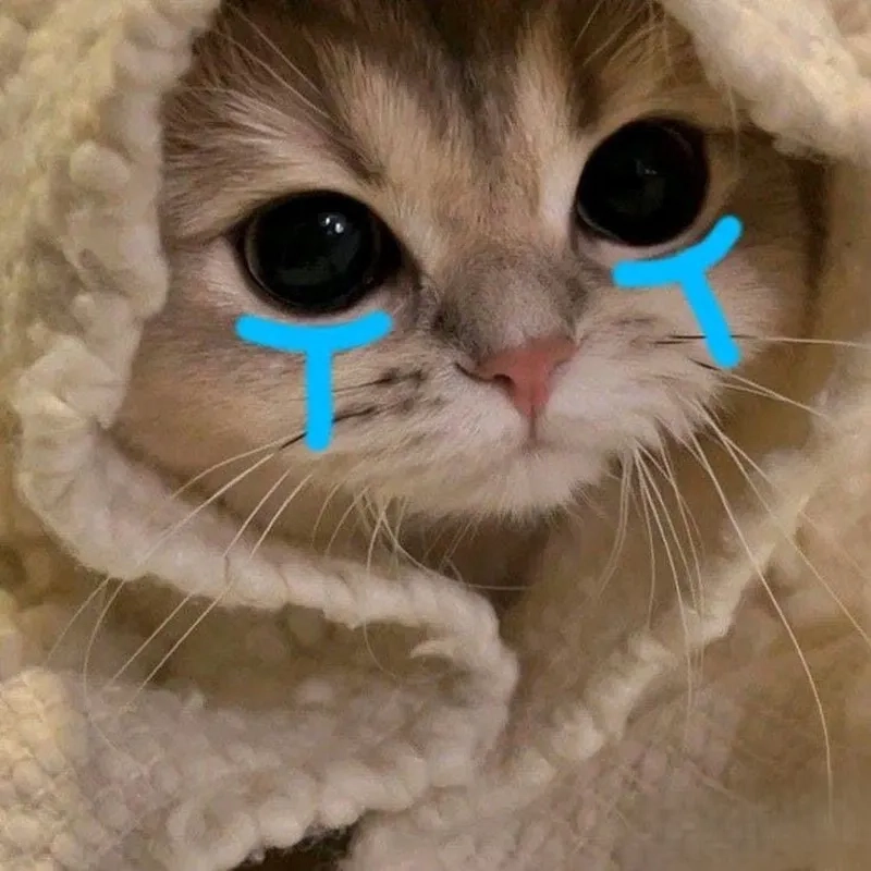 Cảm xúc dâng trào với meme mèo khóc like