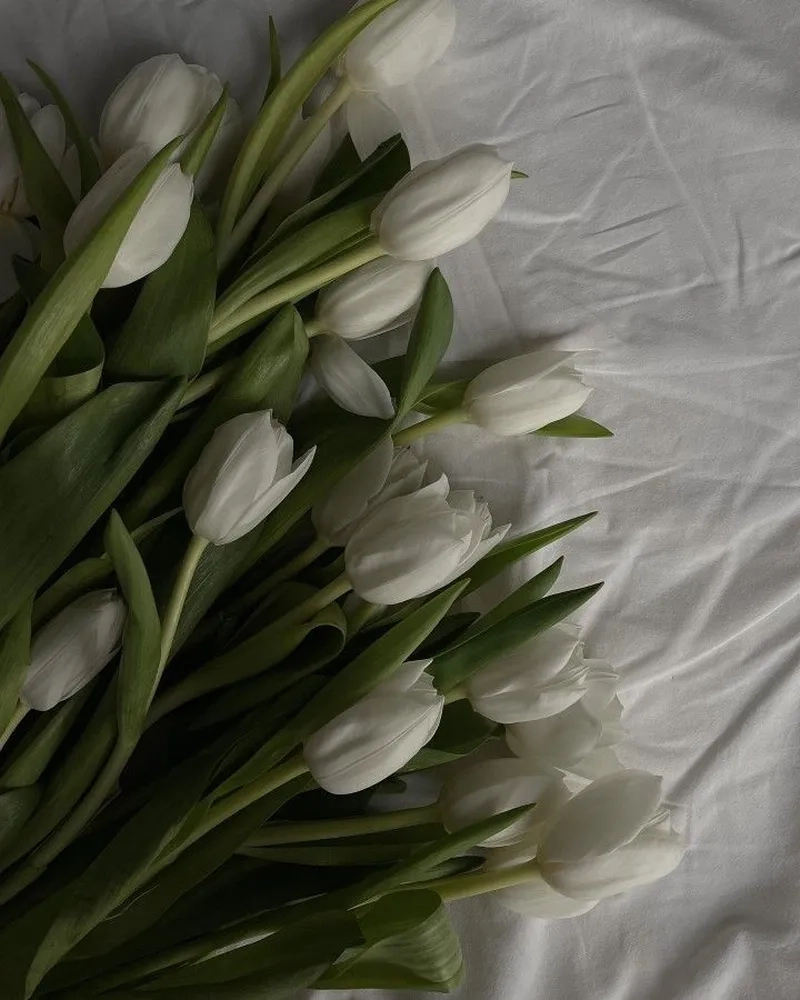 Khung cảnh nhẹ nhàng và thư giãn với ảnh hoa tulip chill