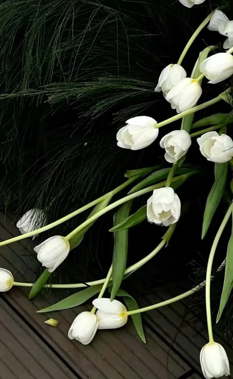 Chiêm ngưỡng ngay hình ảnh hoa tulip đẹp nhất