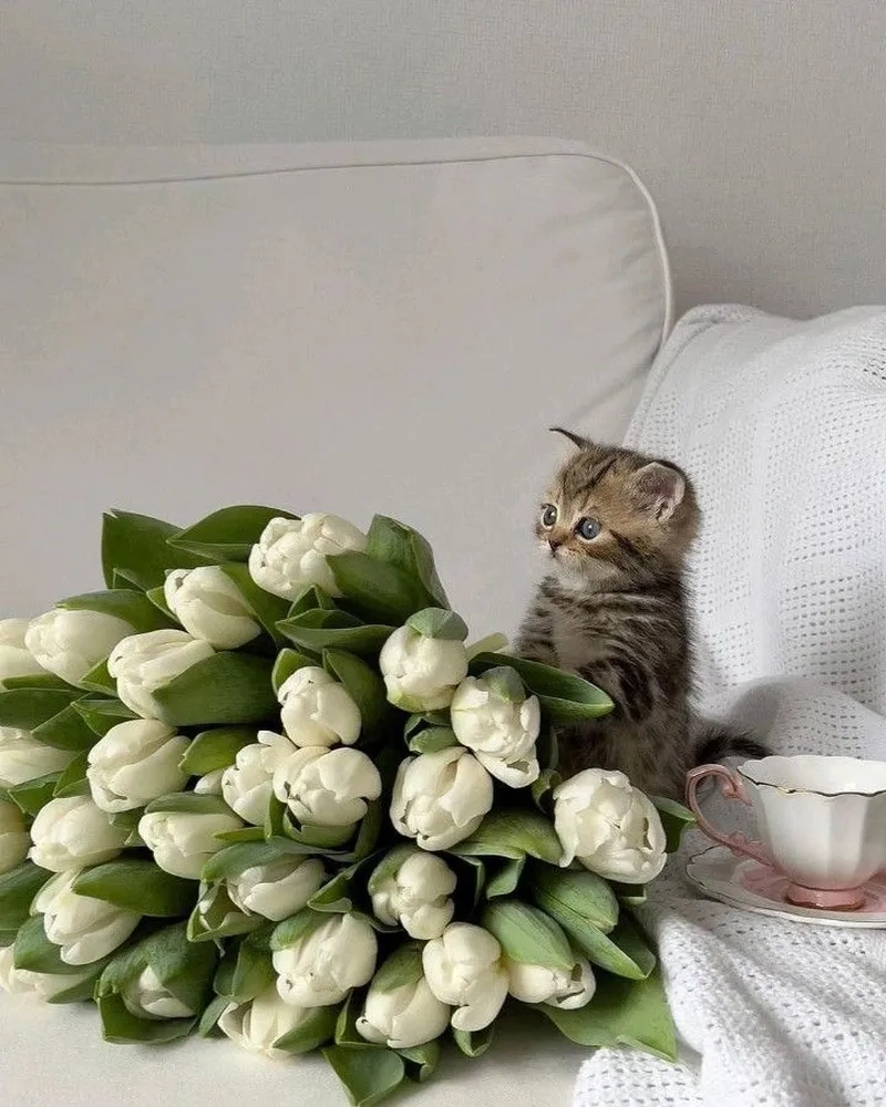 Tuyển tập ảnh hoa tulip đẹp nhất dành cho người yêu hoa