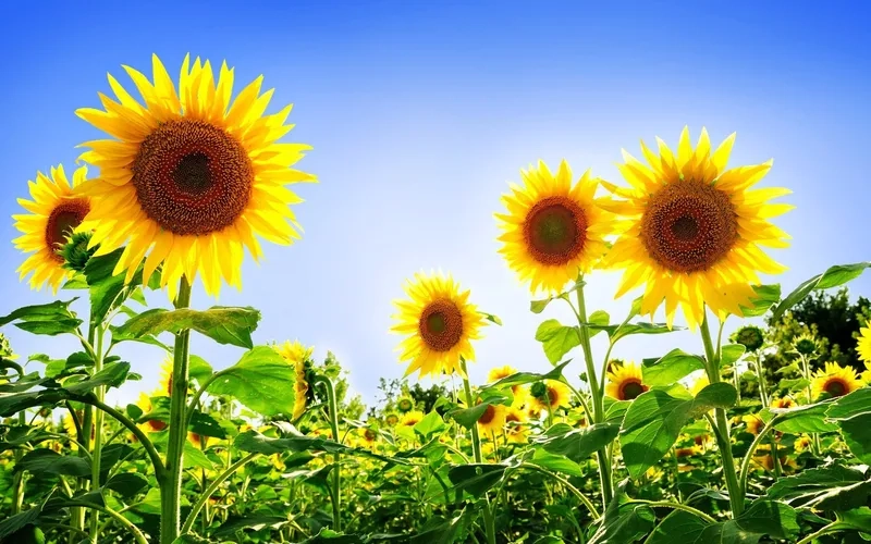 Đặt ảnh làm hình nền máy tính dễ dàng, phù hợp mọi dòng máy