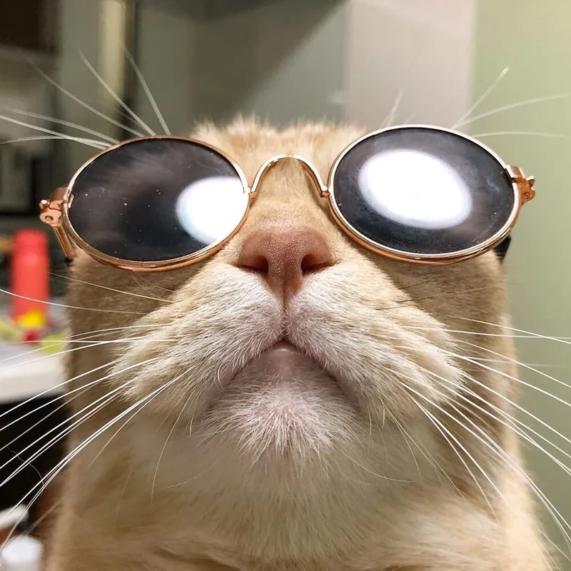 Cười sảng khoái với loạt meme avatar vô tri mèo cực chất
