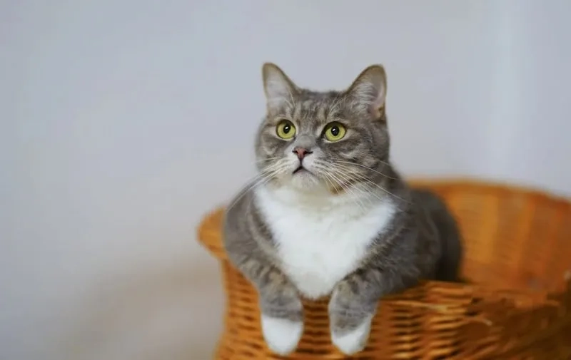 Chọn ngay vô tri avatar ảnh mèo cute để thể hiện phong cách bí ẩn